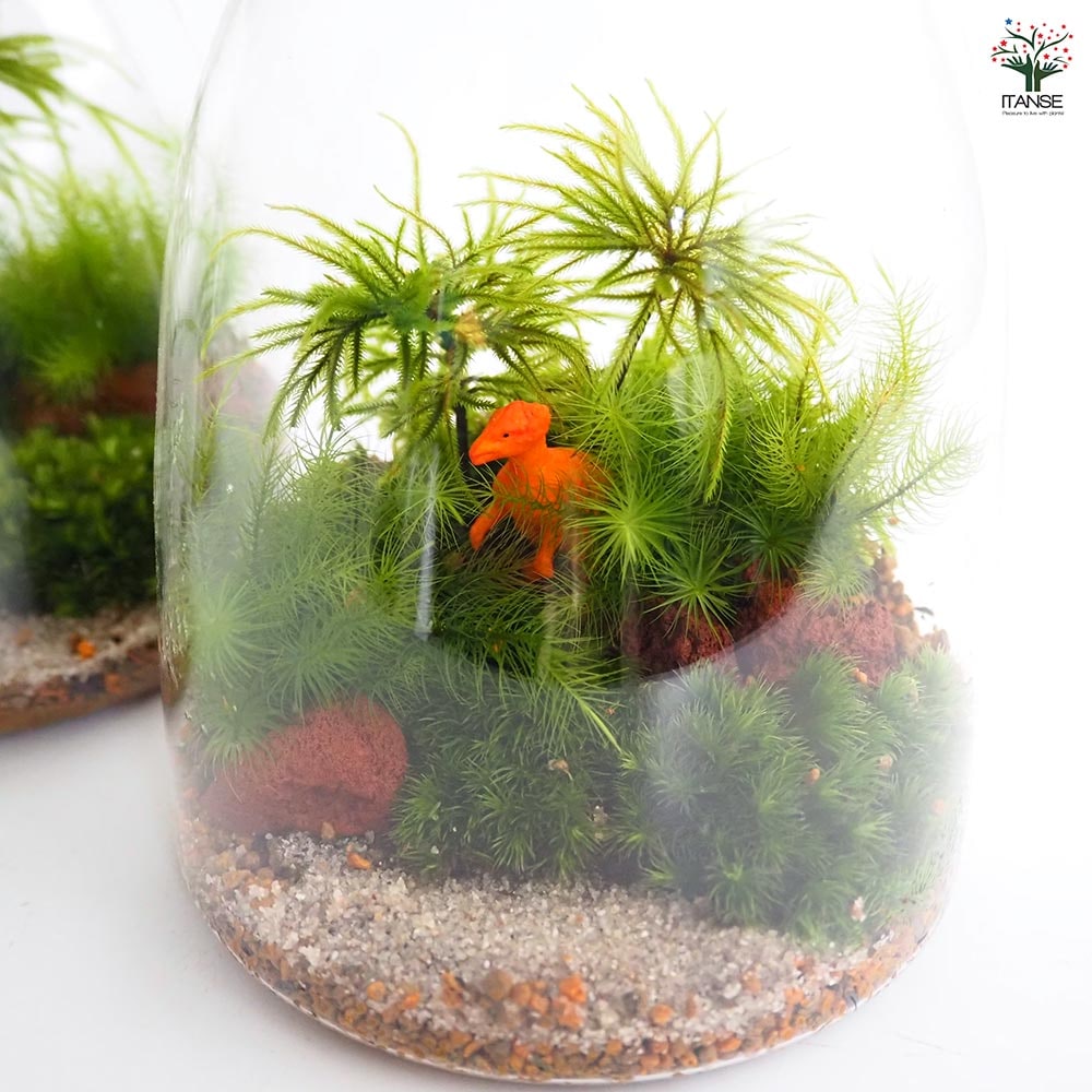 苔テラリウム 4～5種寄せ植え LED付き 恐竜 【観葉植物 ／1個売り