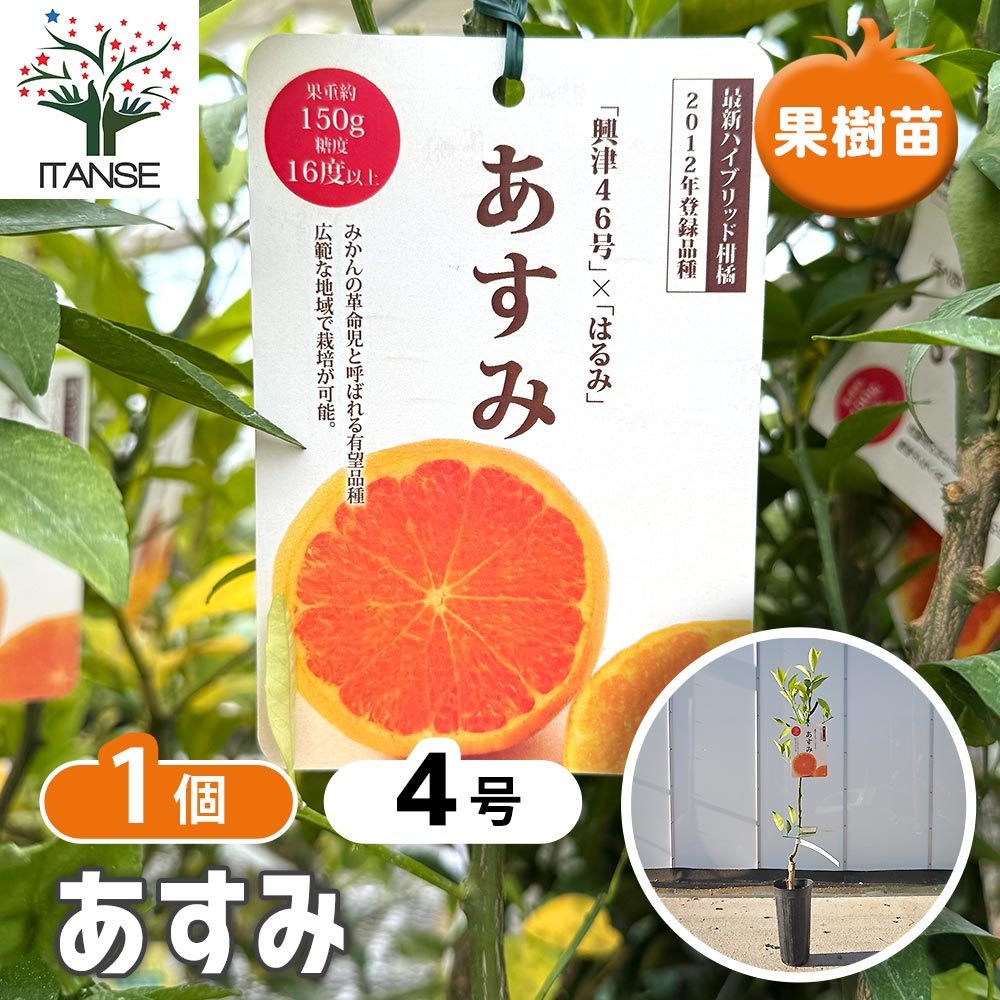 ハイブリット柑橘の苗 あすみ 【果樹の苗木 4号／1個売り】｜ 【植物の