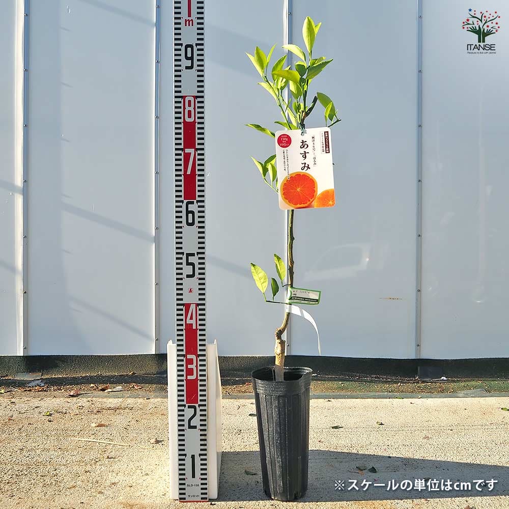 ハイブリット柑橘の苗 あすみ 【果樹の苗木 4号／1個売り】｜ 【植物の