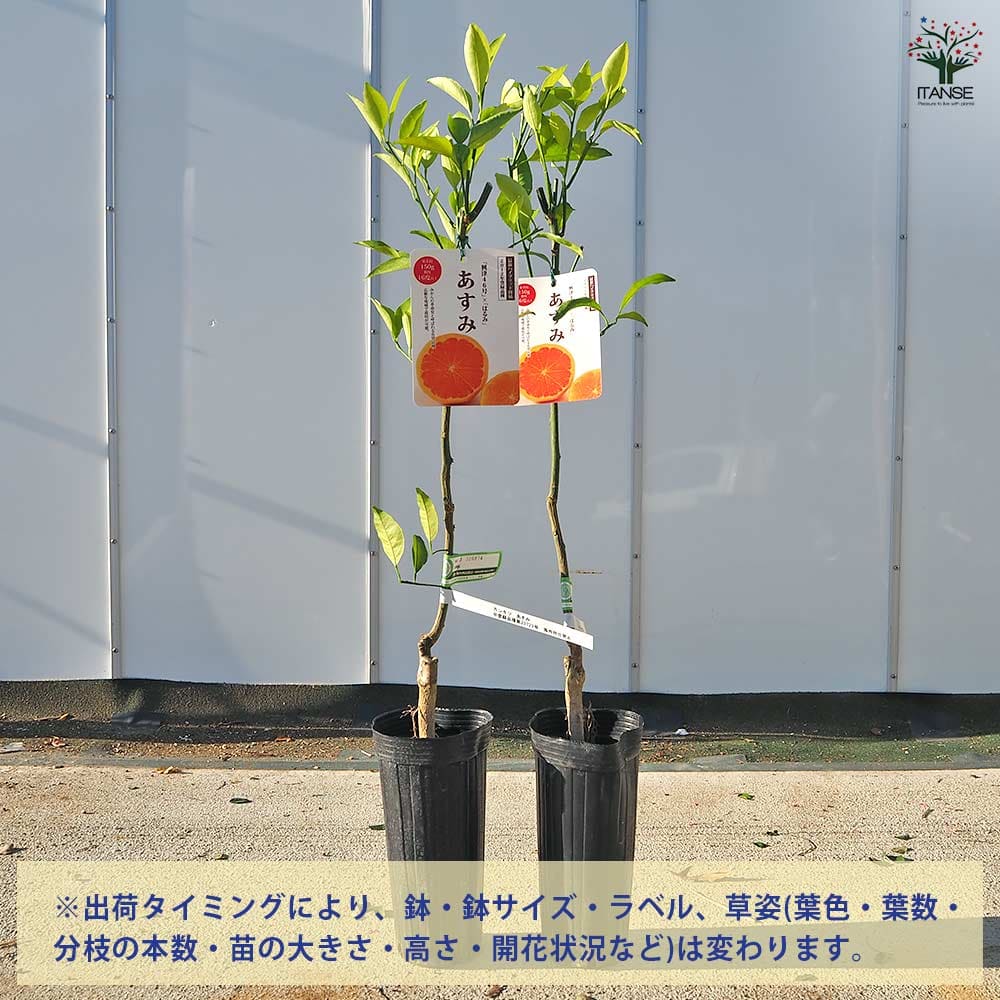 ハイブリット柑橘の苗 あすみ 【果樹の苗木 4号／1個売り】｜ 【植物の