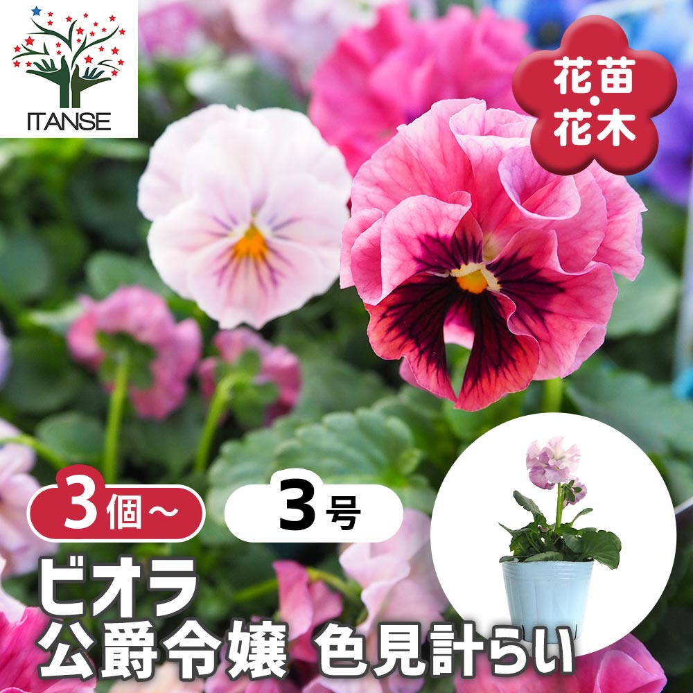ビオラ 公爵令嬢 色見計らい3個～ 【花苗 3号】