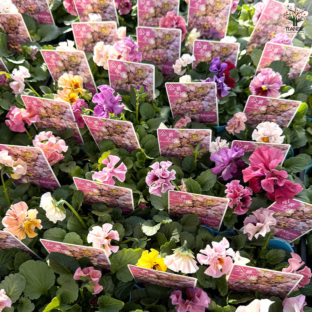 ビオラ 公爵令嬢 色見計らい3個～ 【花苗 3号】