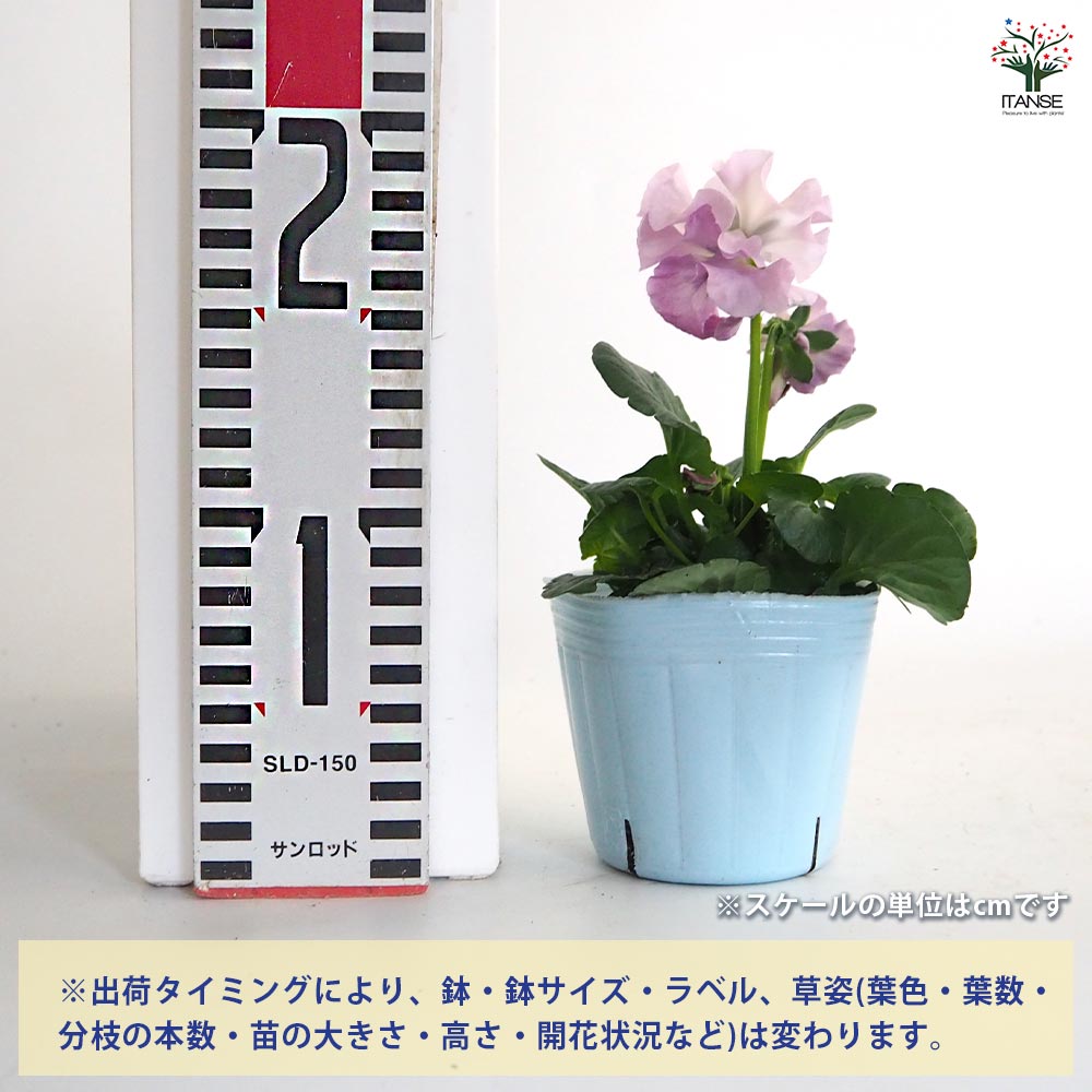 ビオラ 公爵令嬢 色見計らい3個～ 【花苗 3号】