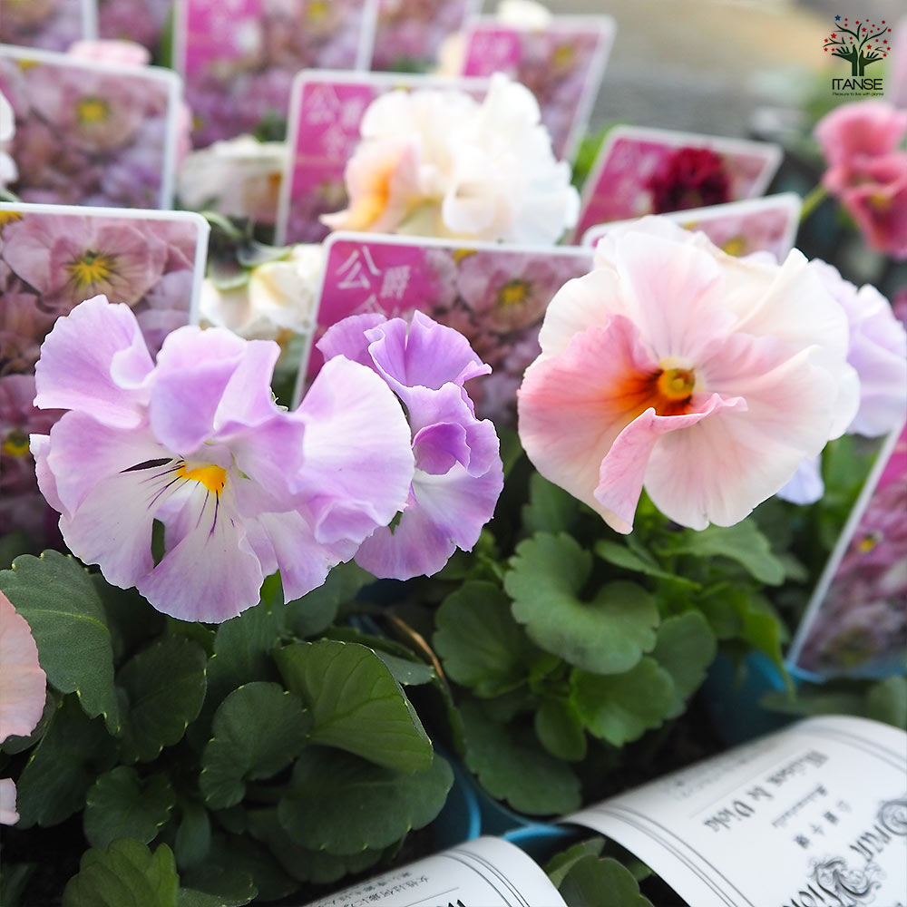 ビオラ 公爵令嬢 色見計らい3個～ 【花苗 3号】