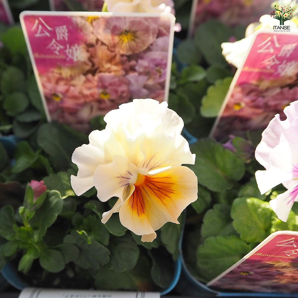 ビオラ 公爵令嬢 色見計らい3個～ 【花苗 3号】