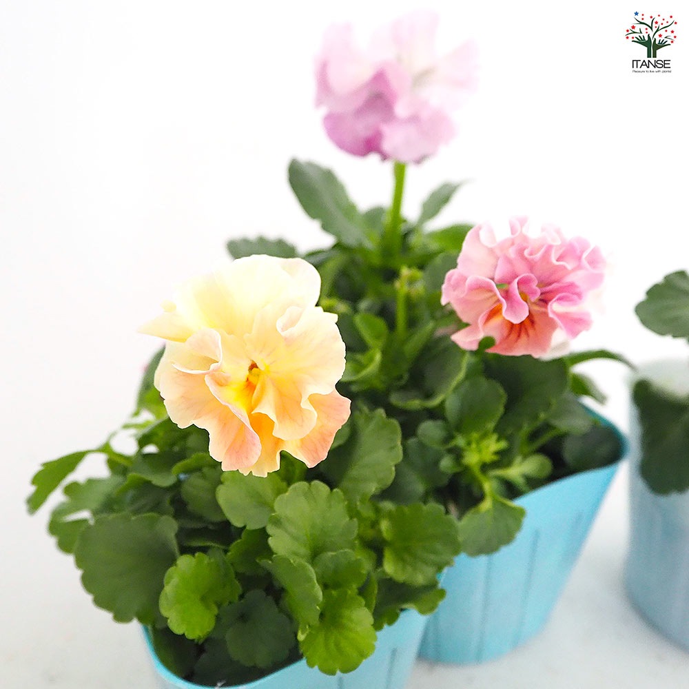 ビオラ 公爵令嬢 色見計らい3個～ 【花苗 3号】