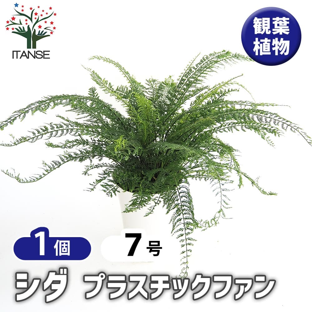シダ プラスチックファン 【観葉植物 7号／1個売り】｜ 【植物の