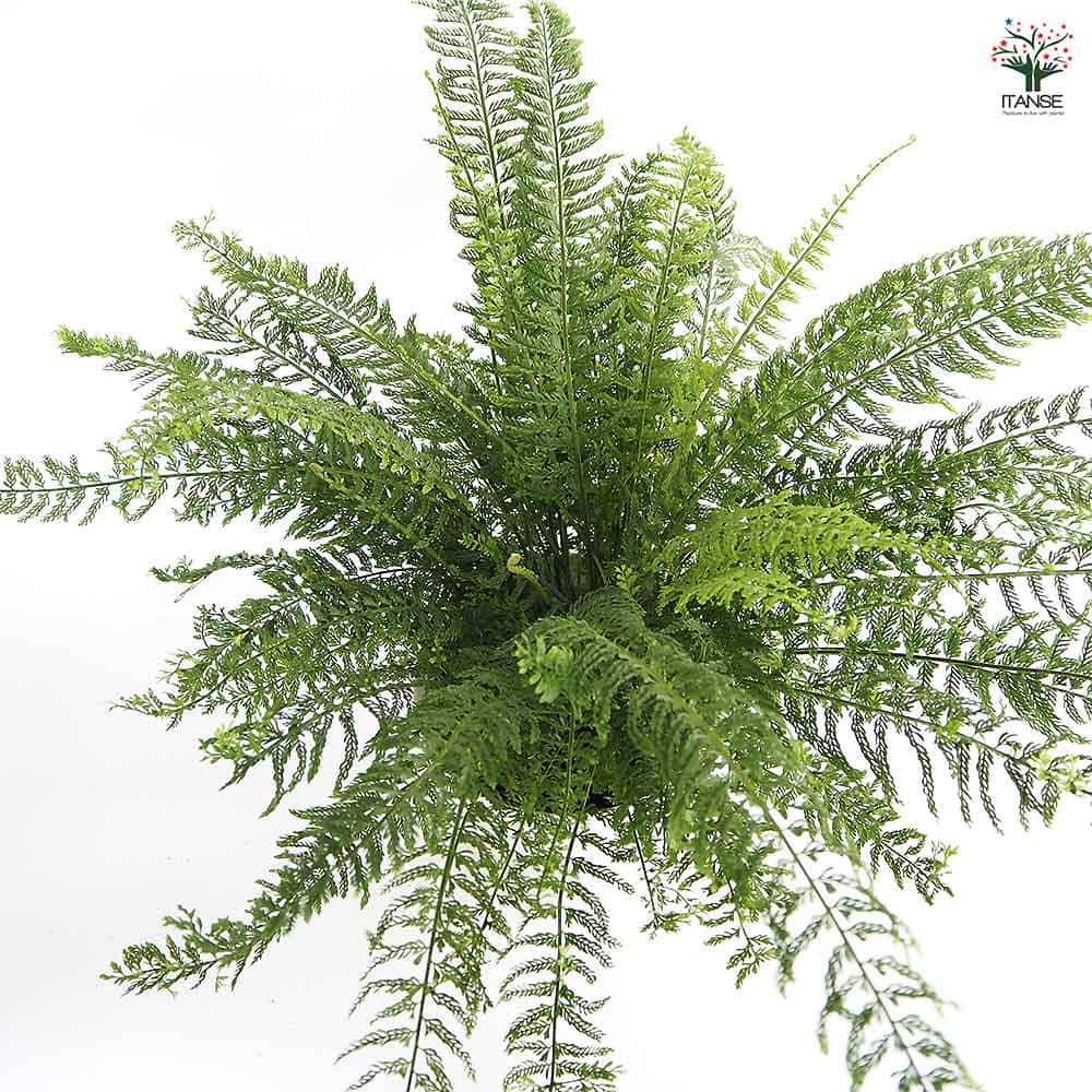 シダ プラスチックファン 【観葉植物 7号／1個売り】｜ 【植物の