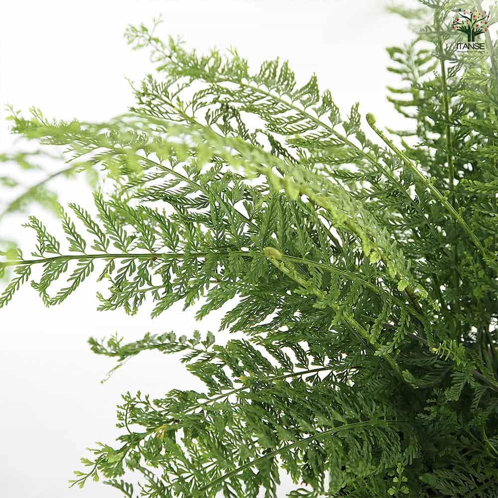 シダ植物 シダ プラスチックファン 【観葉植物 7号／1個売り】｜ 【植物の