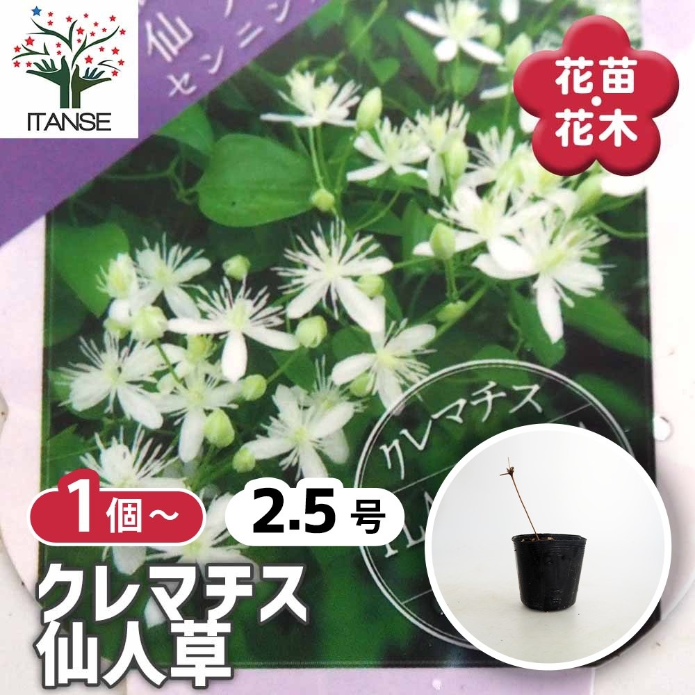 クレマチス 仙人草 【花苗 2.5号】｜ 【植物のITANSE】全品送料