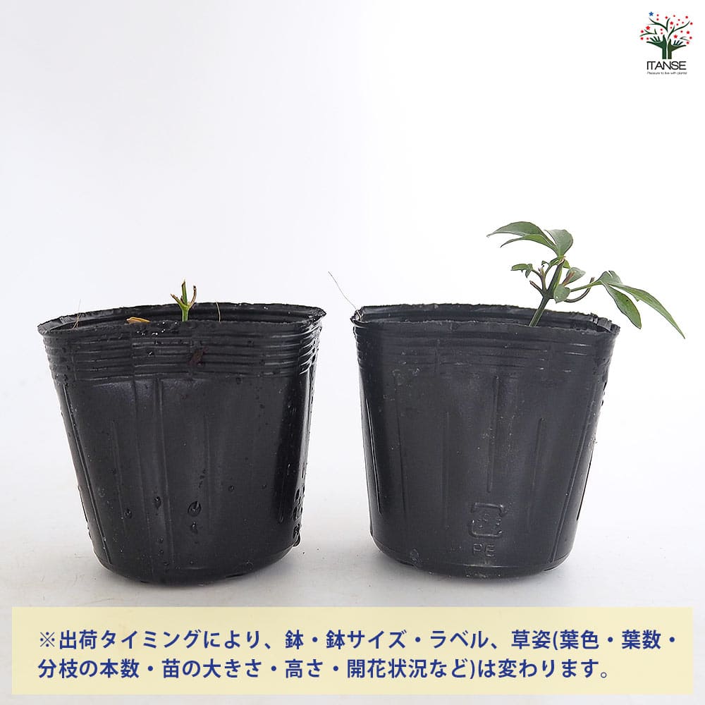 クレマチス 仙人草 【花苗 2.5号】｜ 【植物のITANSE】全品送料
