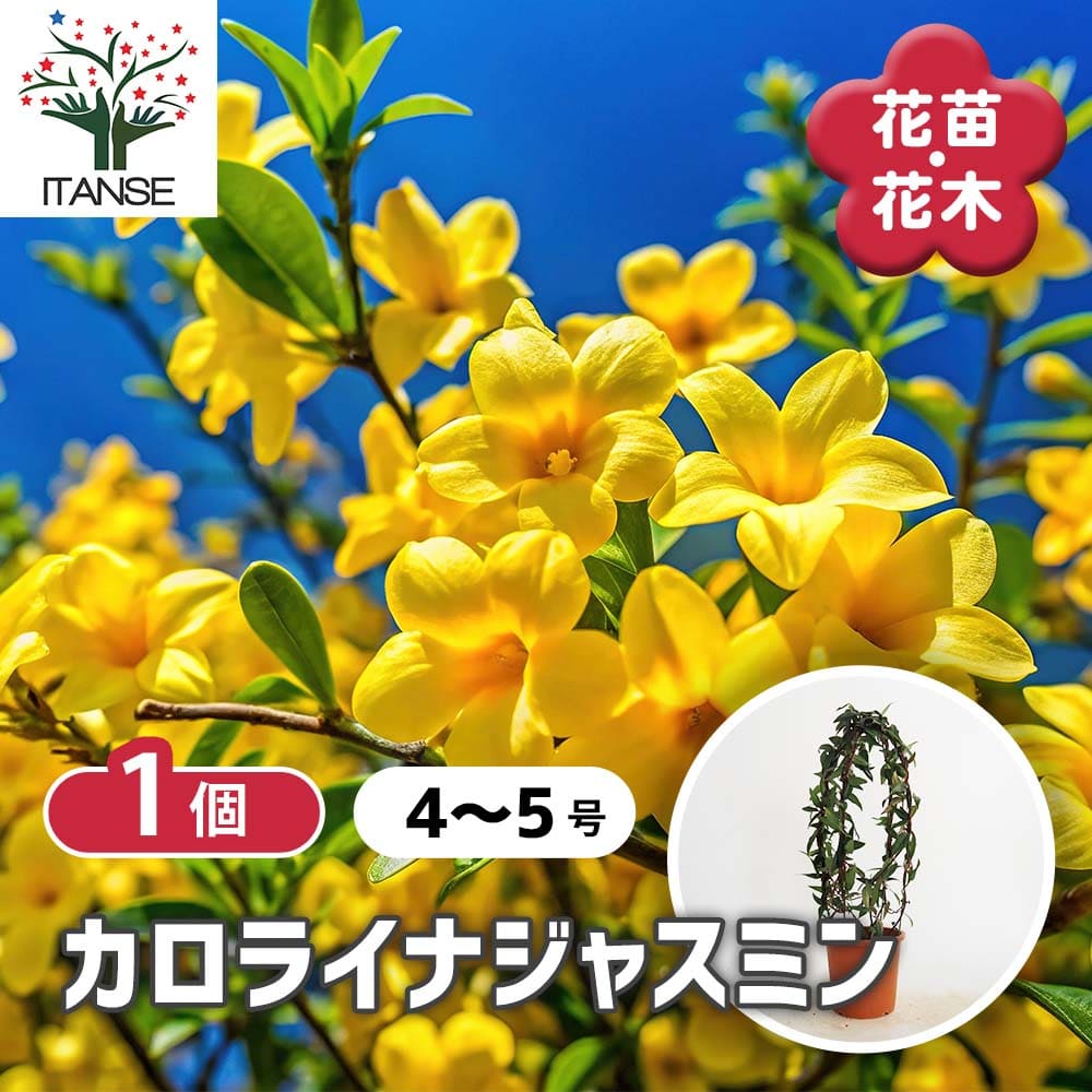 カロライナジャスミン 【花木苗 4号／1個売り】｜ 【植物の