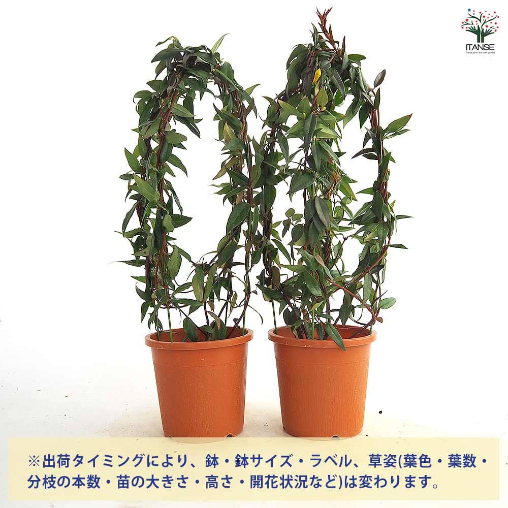 カロライナジャスミン 【花木苗 4号／1個売り】｜ 【植物の