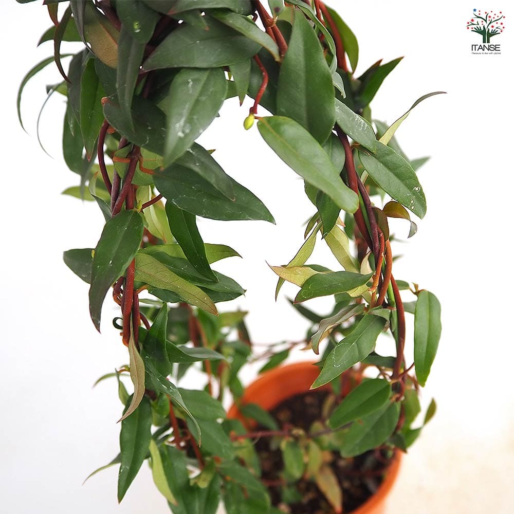 カロライナジャスミン 【花木苗 4号／1個売り】｜ 【植物の