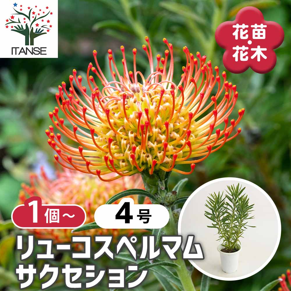 特選品‼︎ 幹も太く花芽たくさん付いてるレウコスペルマム・コーディフォリウム10号 特選品‼︎ 幹も太く花芽たくさん付いてるレウコスペルマム・コーディ
