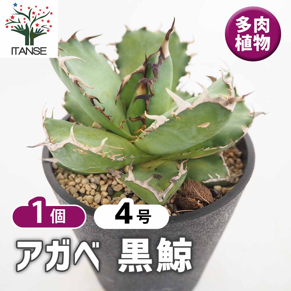 アガベ 黒鯨 【多肉植物 4号／1個売り】｜ 【植物のITANSE】全品