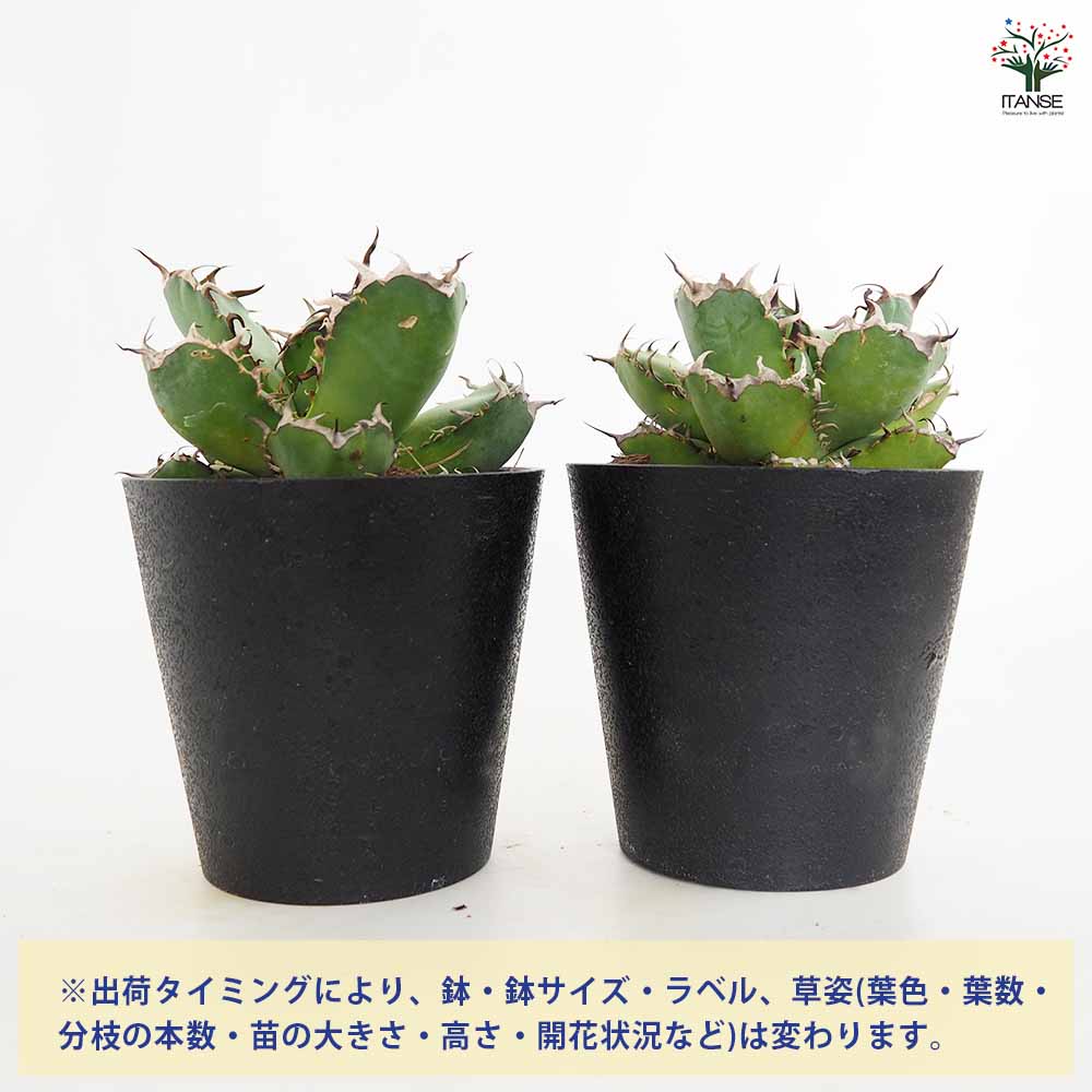 身長高さの巨大多肉　アガベ 多肉植物：アガベ チタノータ ブラックアンドブルー 実生*幅20cm