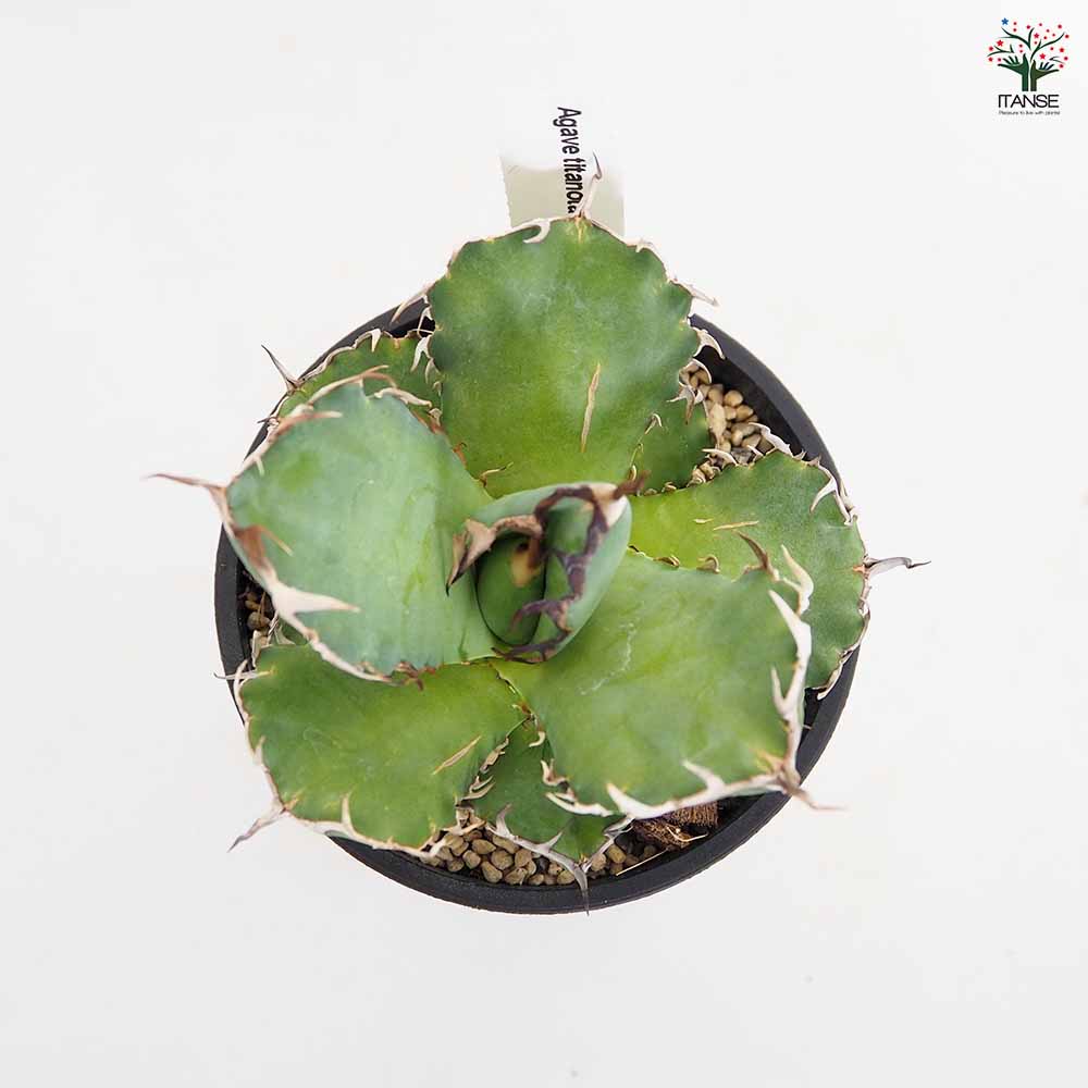 アガベ 黒鯨 【多肉植物 4号／1個売り】｜ 【植物のITANSE】全品