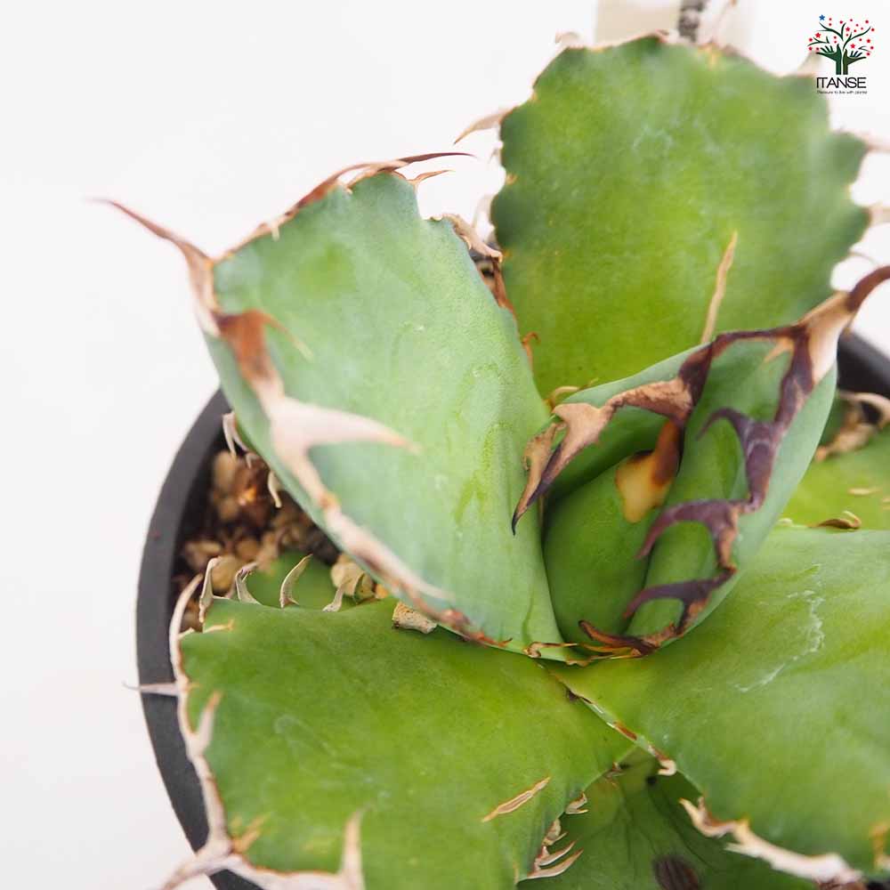 アガベ 黒鯨 【多肉植物 4号／1個売り】｜ 【植物のITANSE】全品