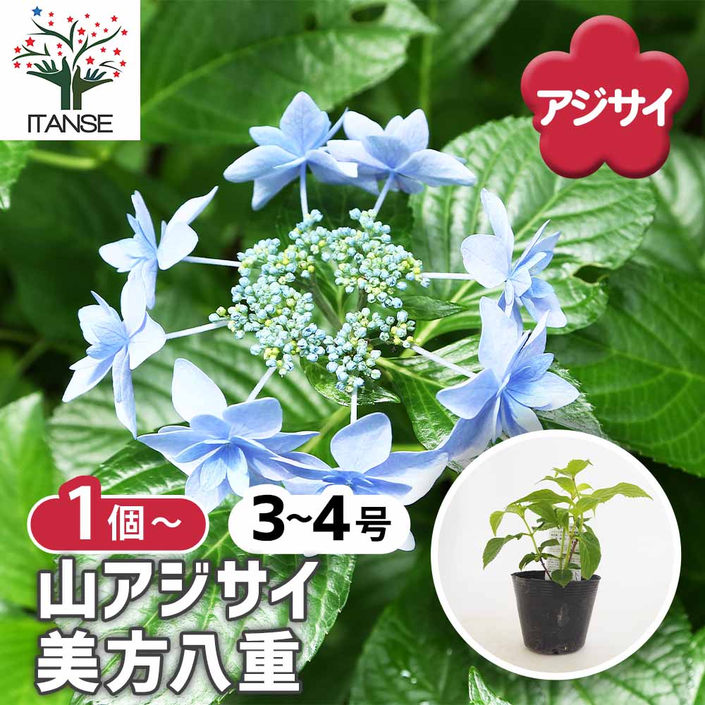 山アジサイ 美方八重 【花木苗 3号】｜ 【植物のITANSE】全品