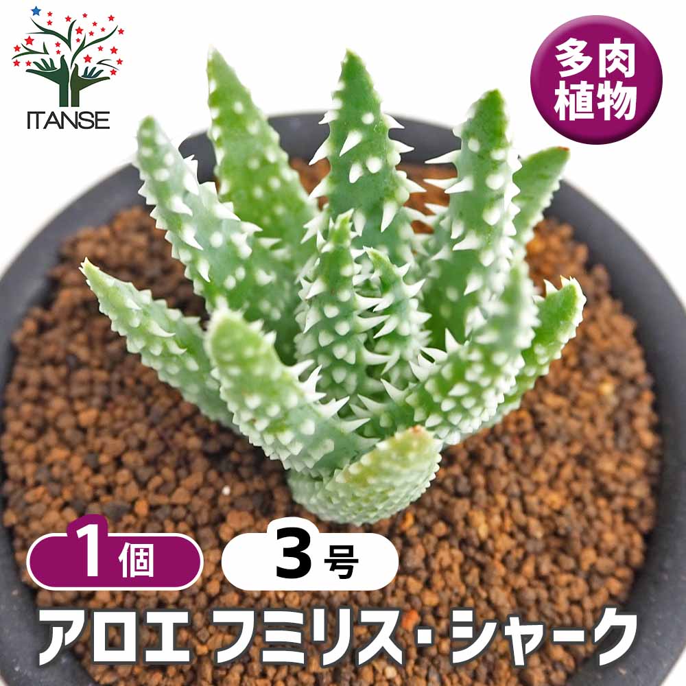 アロエ フミリス シャーク 【多肉植物 3号／1個売り】｜ 【植物の