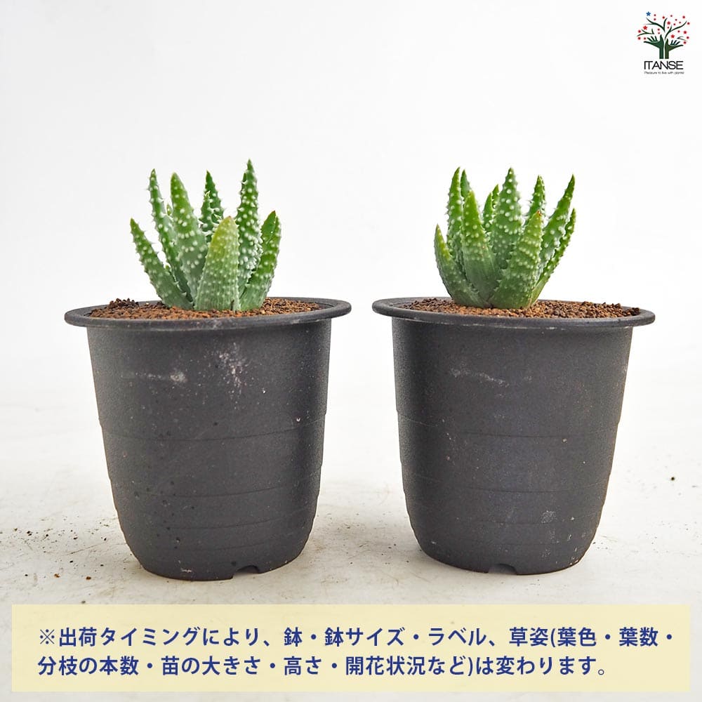 アロエ フミリス シャーク 【多肉植物 3号／1個売り】｜ 【植物の