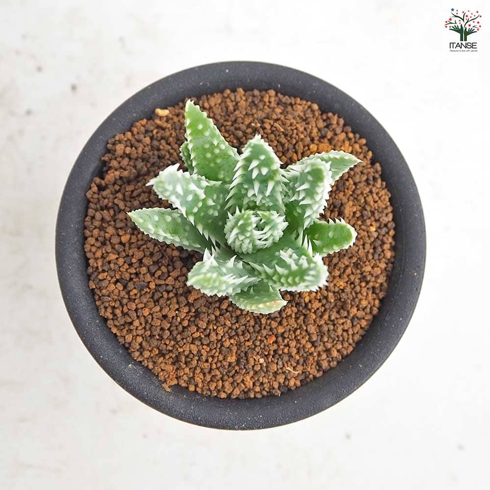 アロエ フミリス シャーク 【多肉植物 3号／1個売り】｜ 【植物の