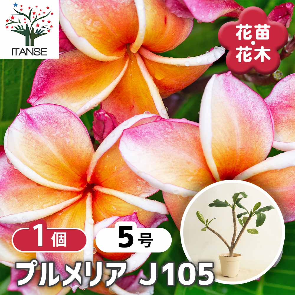プルメリアの苗 J105 【花木苗 5号／1個売り】｜ 【植物のITANSE