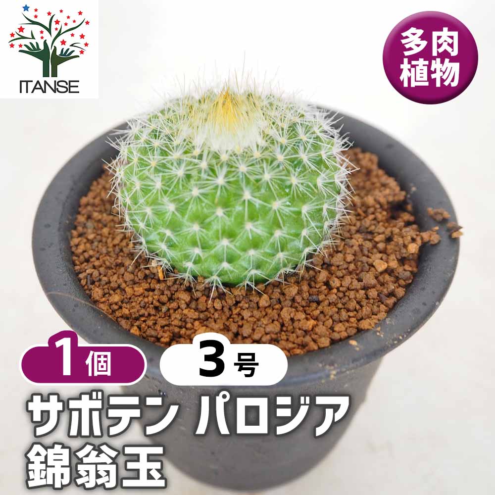 サボテン パロジア 錦翁玉 【多肉植物 3号／1個売り】｜ 【植物の