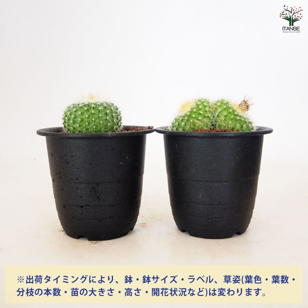 サボテン パロジア 錦翁玉 【多肉植物 3号／1個売り】｜ 【植物の