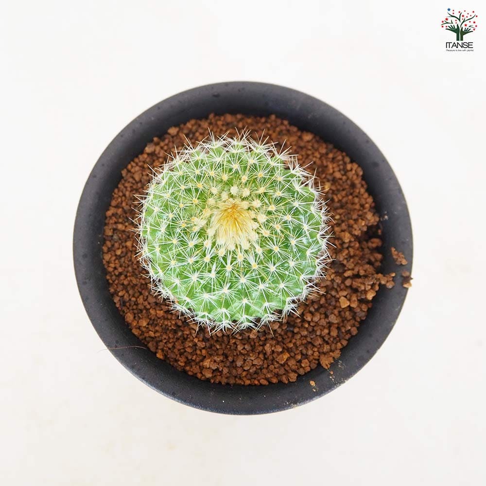 サボテン パロジア 錦翁玉 【多肉植物 3号／1個売り】｜ 【植物の