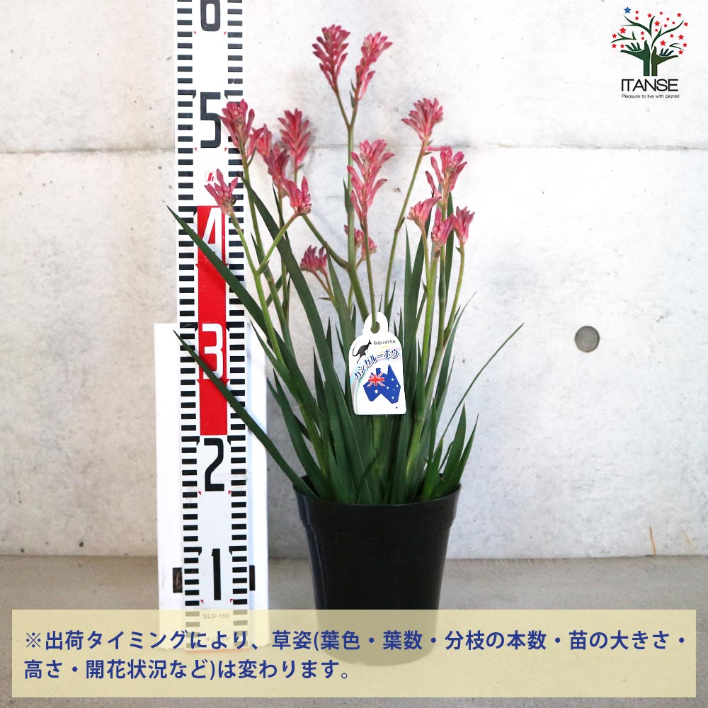 カンガルーポー ブッシュパールピンク【花苗 5号鉢／1個売り】