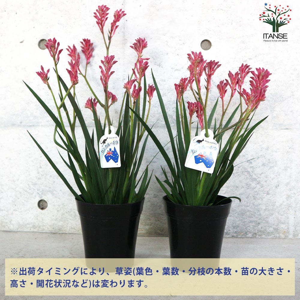 カンガルーポー ブッシュパールピンク【花苗 5号鉢／1個売り】