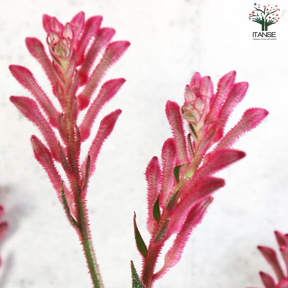 カンガルーポー ブッシュパールピンク【花苗 5号鉢／1個売り