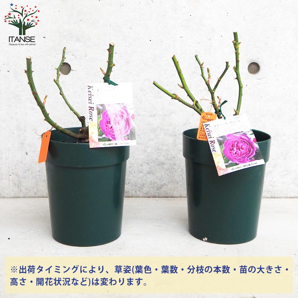 薔薇苗 オドゥール・ダムール 接木【花苗 6号鉢／1個売り】