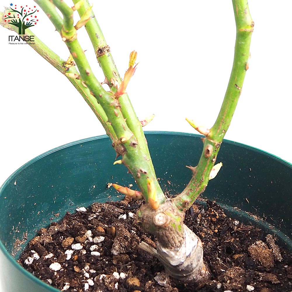 薔薇苗 オドゥール・ダムール 接木【花苗 6号鉢／1個売り】