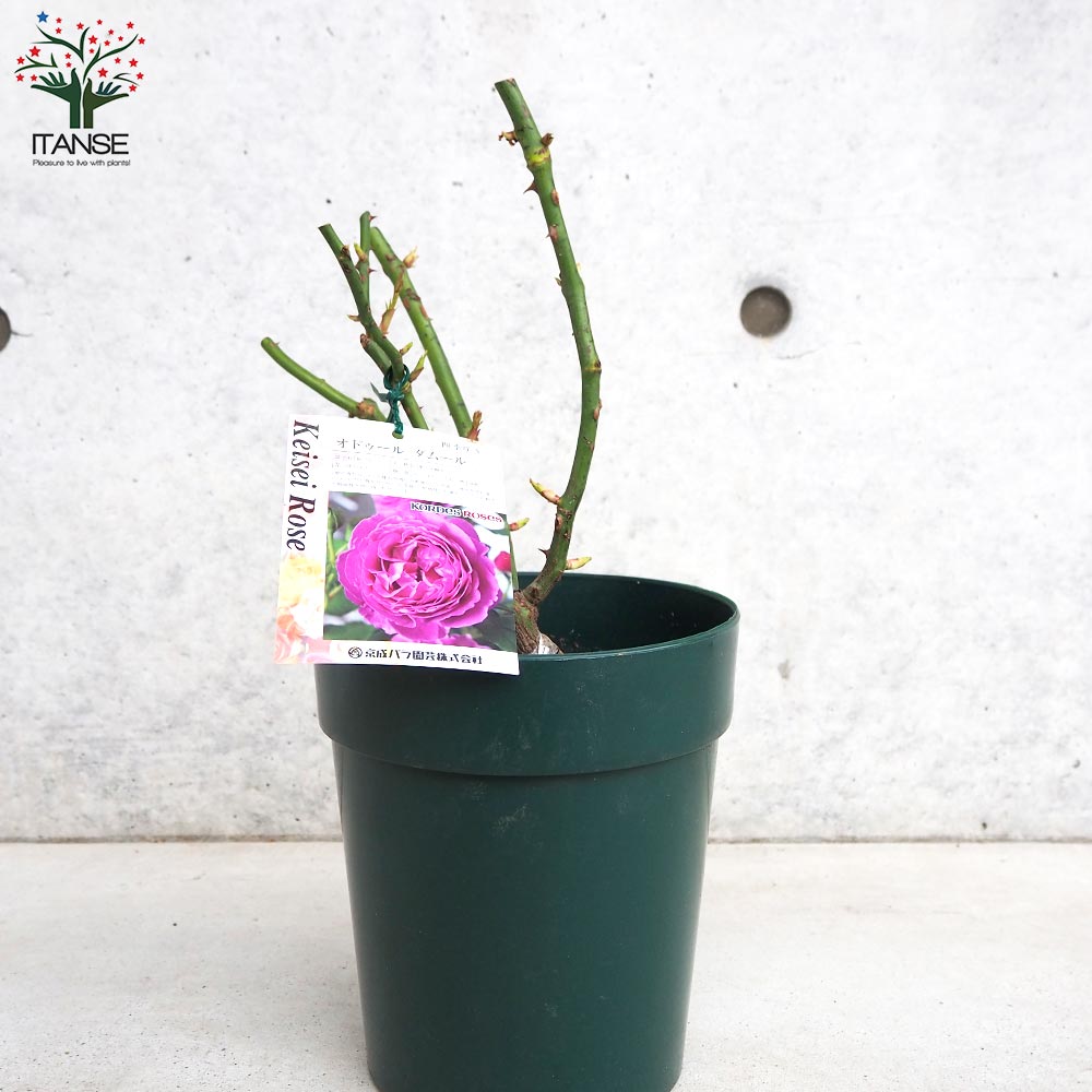 薔薇苗 オドゥール・ダムール 接木【花苗 6号鉢／1個売り】