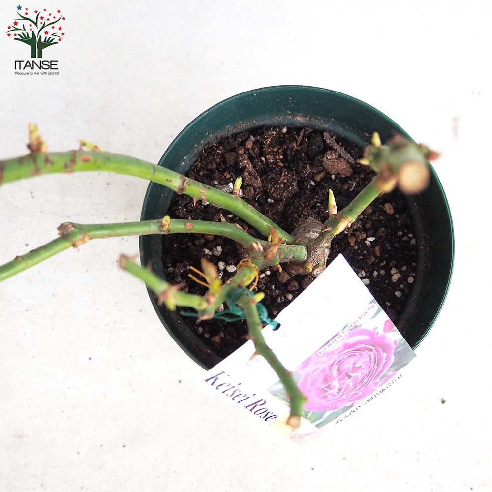 薔薇苗 オドゥール・ダムール 接木【花苗 6号鉢／1個売り】