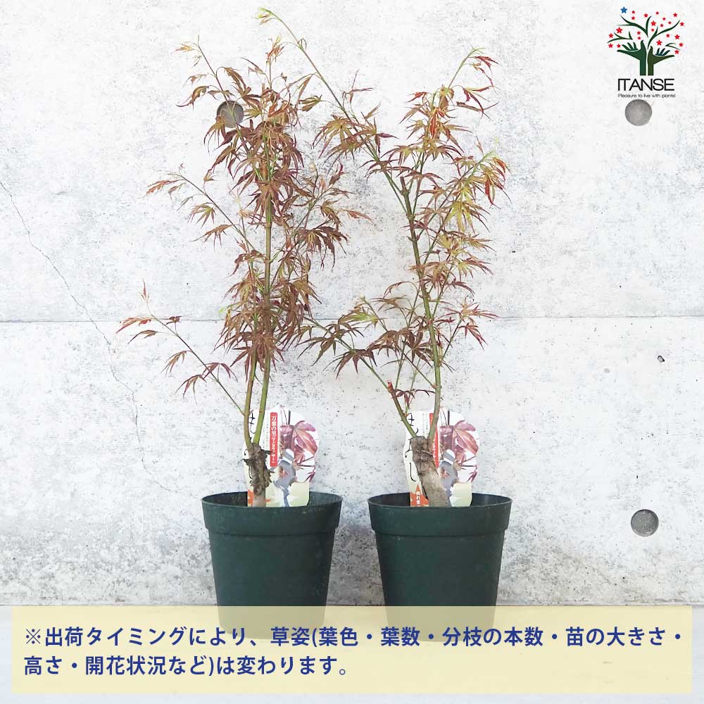 モミジ(カエデ)の苗木 品種：万葉の里(マンヨウノサト)【庭木 5号鉢