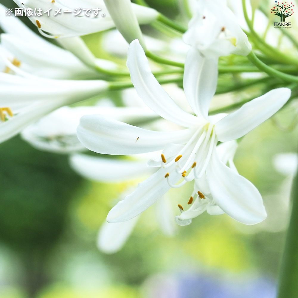 アガパンサス 青花・白花セット 2品種各1個【花苗 3.5号ポット