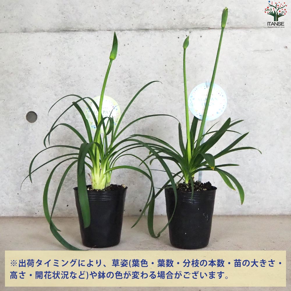 アガパンサス 青花・白花セット 2品種各1個【花苗 3.5号ポット