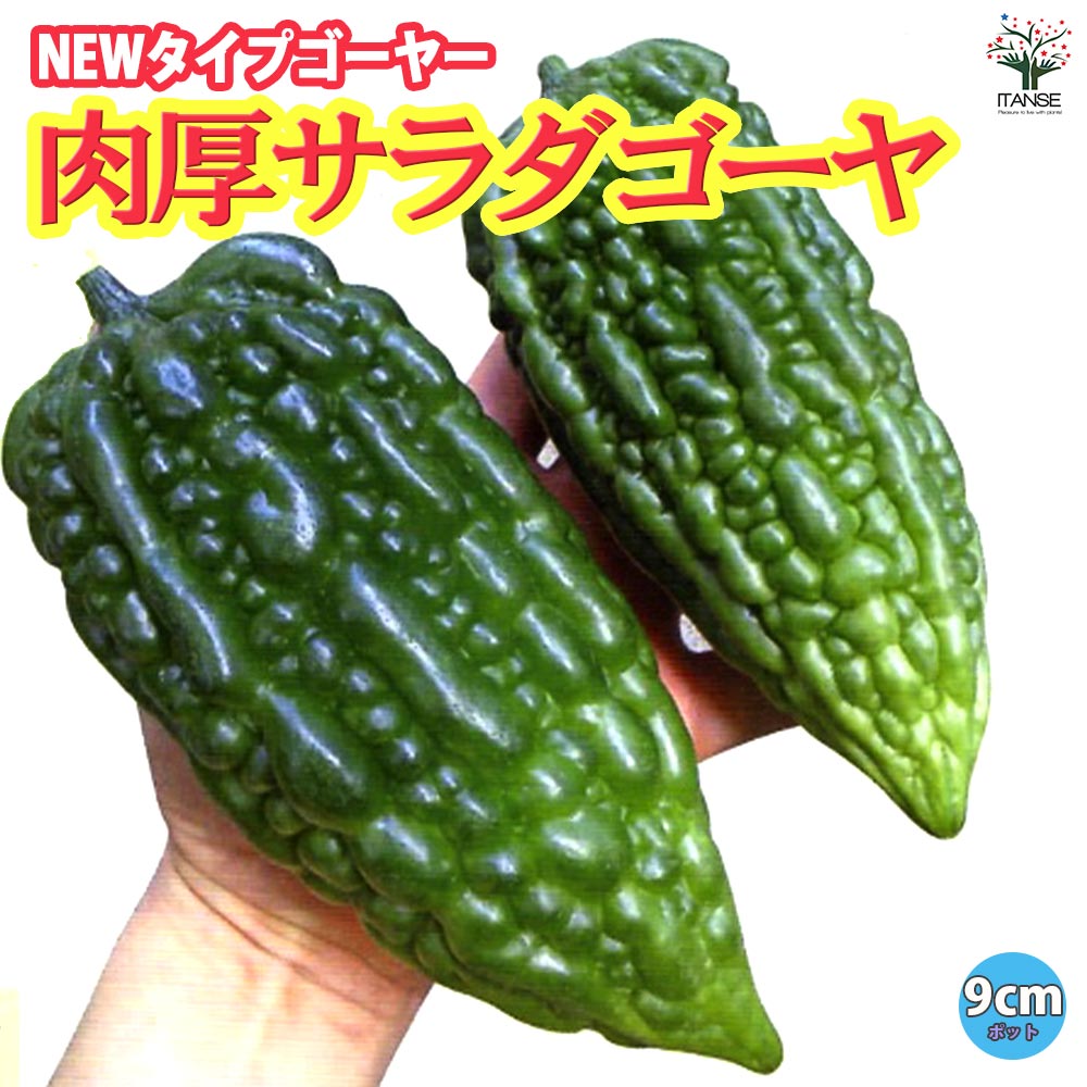 肉厚サラダゴーヤ(苦みマイルド!楽々多収穫!NEWタイプゴーヤー)2個