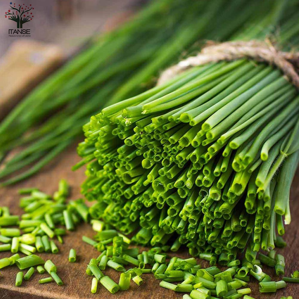 福岡県産 ネギ苗 品種(冬彦)2000本 限定 【公式通販】