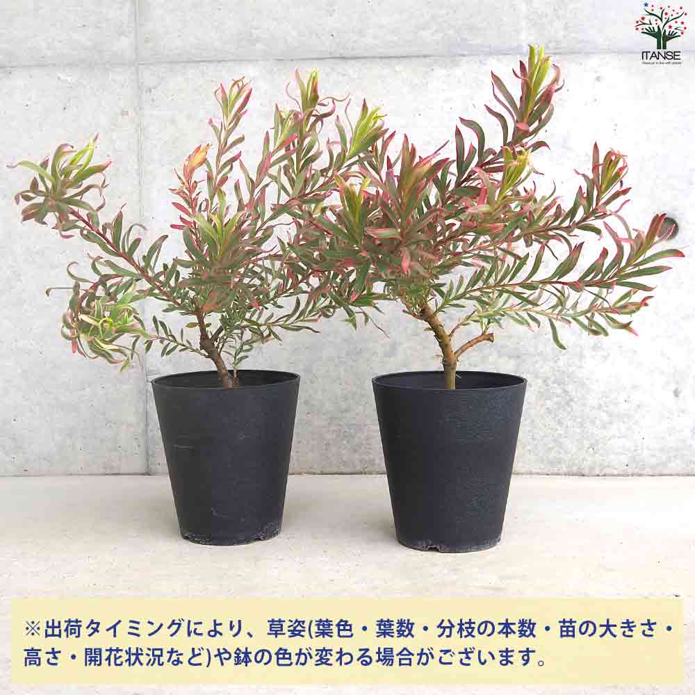 リューカデンドロン ジョリージョーカー 【庭木 5号鉢】｜ 【植物の