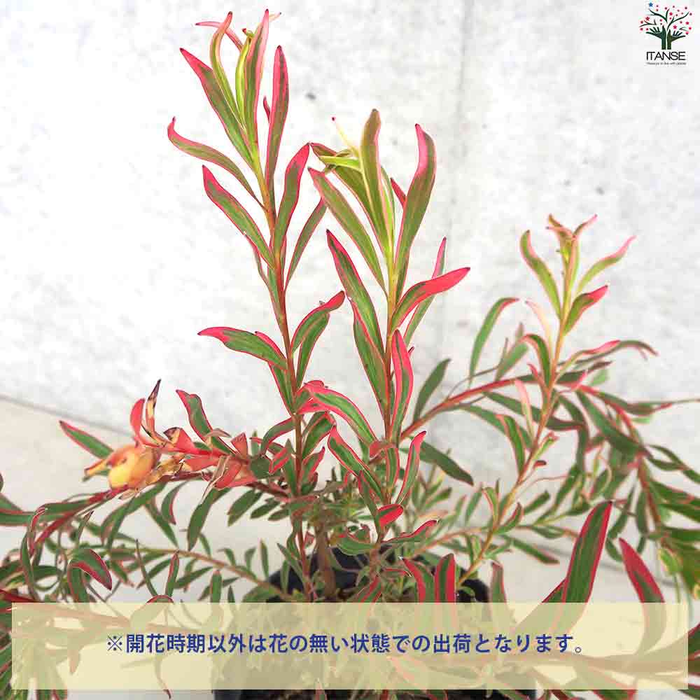 リューカデンドロン ジョリージョーカー 【庭木 5号鉢】｜ 【植物の