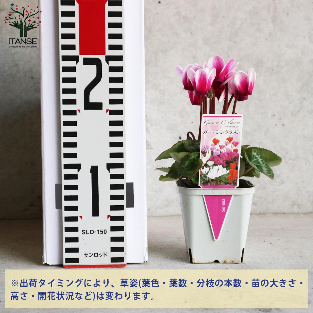 ガーデンシクラメン シャイン 色MIXセット 2個～【花苗 3号ポット苗