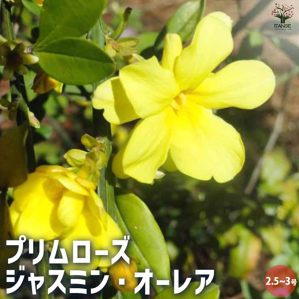 プリムローズジャスミン