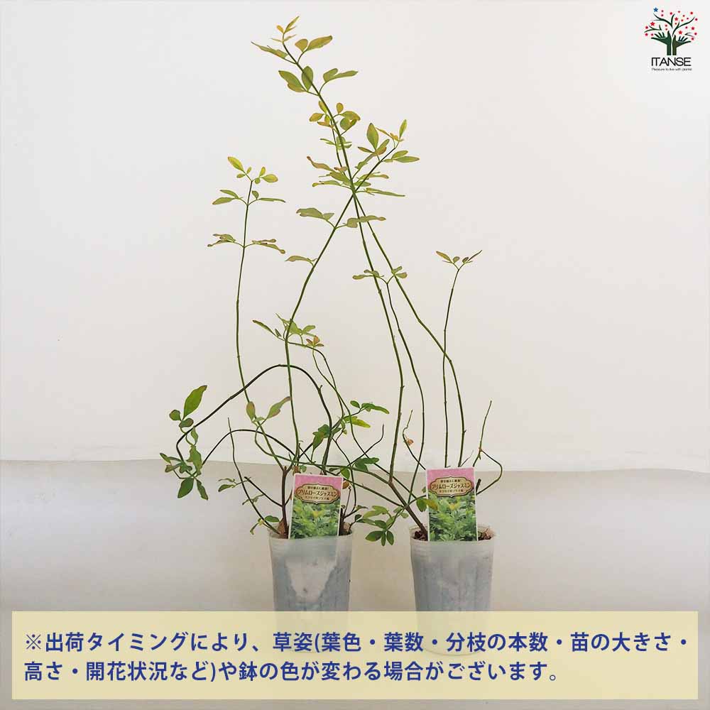 ジャスミン確認用ページ