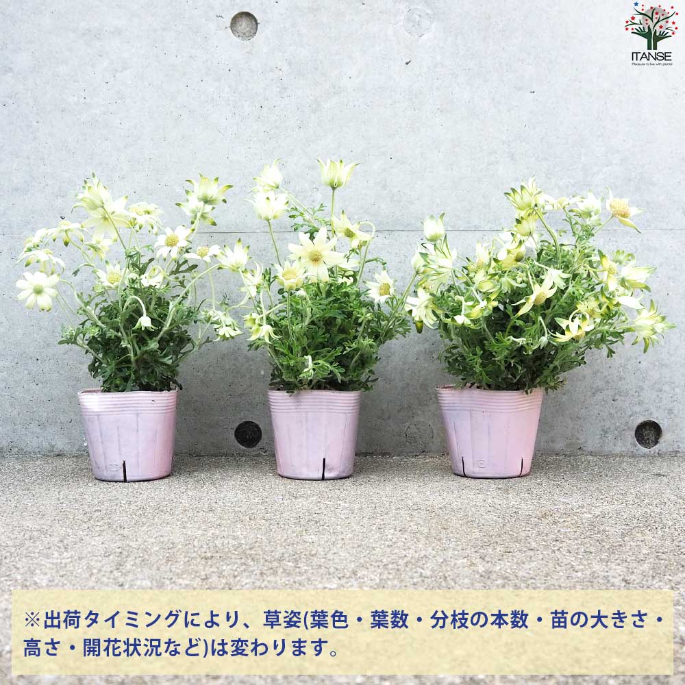 フランネルフラワー ハニーマスカット【花苗 3.5号ポット】｜ 【植物の