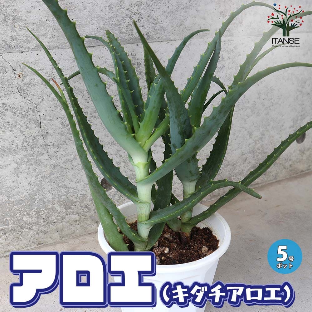 アロエ (キダチアロエ)【ハーブの苗 5号鉢】｜ 【植物のITANSE